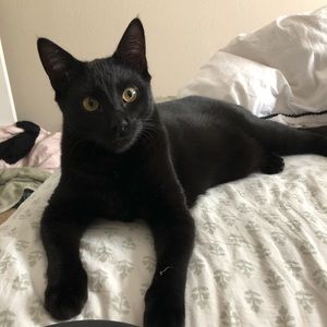 Meet your Posher, Ashley